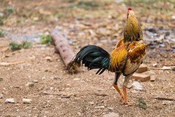 Gamecock yellow and black tail
