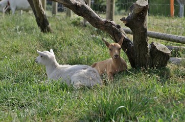 牧場で放牧される子山羊
