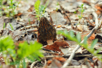 Common morel fungus (Morchella esculenta)
