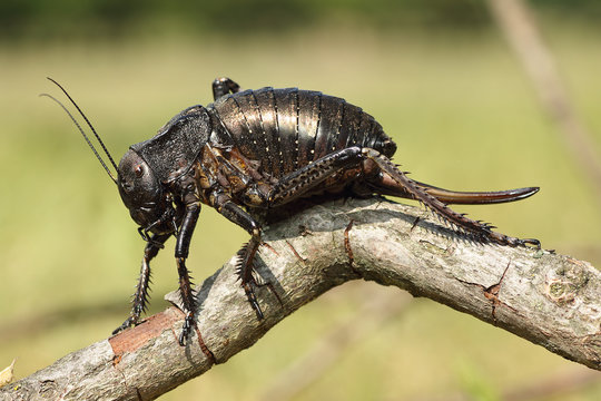 big bellied cricket on twig