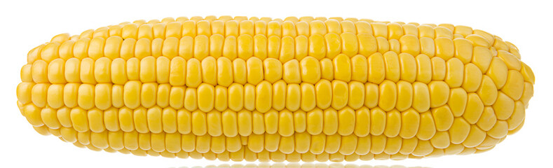 Corn on the Cob Isolated