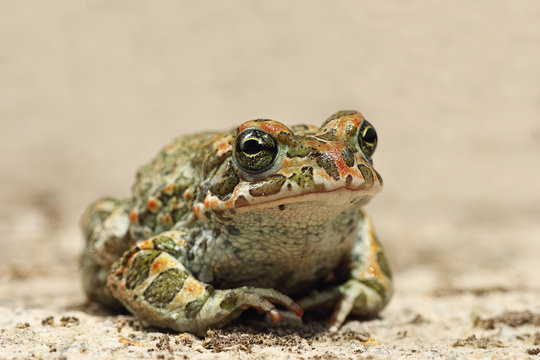 Bufotes viridis closeup