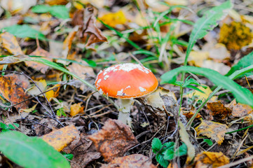 fly agaric toadstools in a forest - autumn