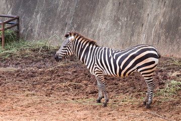 Fototapeta na wymiar Zebra in the zoo, thailand
