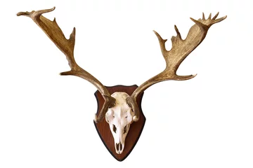 Schilderijen op glas deer stag isolated hunting trophy © taviphoto