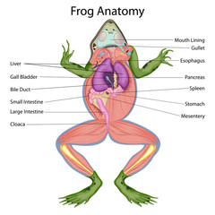 Education Chart of Biology for Dissected body of Frog Diagram