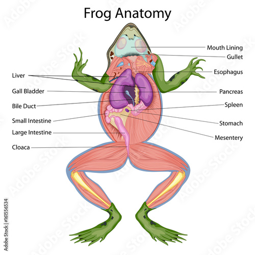 "Education Chart of Biology for Dissected body of Frog Diagram" Stock