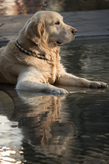 golden retriever