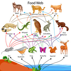Education Chart of Biology for Food Web Diagram