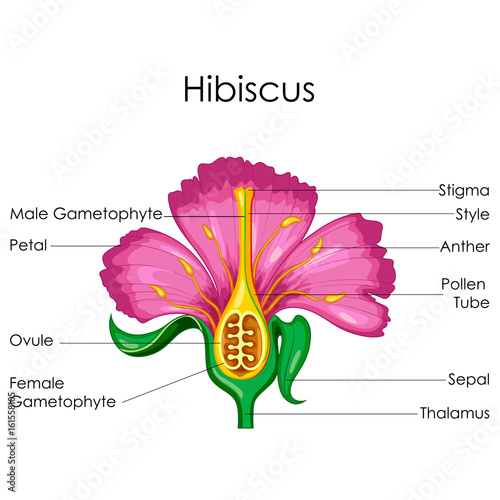 "Education Chart of Biology for Anatomy of Hibiscus flower Diagram