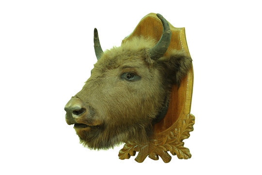 european bison hunting trophy