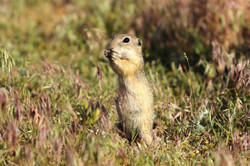 Naklejka na ściany i meble european ground squirrel on meadow