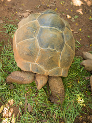 Turtle is sleeping on the floor.