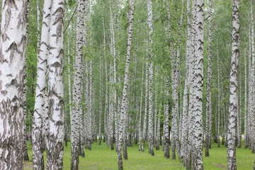 birch grove in the Park