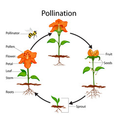 Education Chart of Biology for Pollination Process Diagram