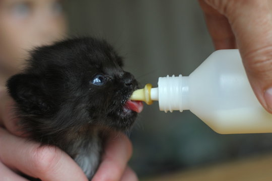 feeding milk from the nipple of a black kitten left without a mother