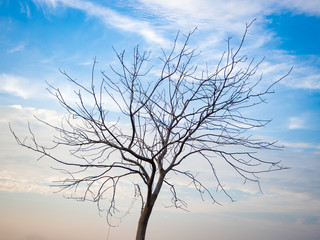 A bare tree with branches in corn field