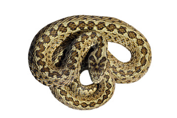 isolated beautiful meadow viper