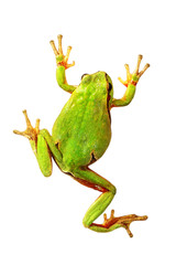 isolated colorful tree frog
