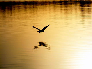 Bird flying low over lake with reflection