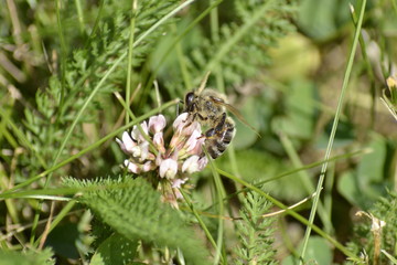 Insect with flowet