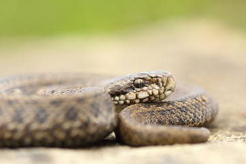 juvenile hungarian meadow viper closeup