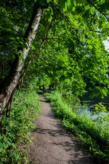 Path, Pathway In Summer Deciduous Forest Trees.