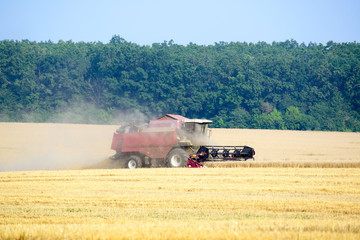 Fototapeta premium Harvester machine working to harvest wheat field . Combine harvester agriculture machine harvesting golden ripe wheat field. Agriculture