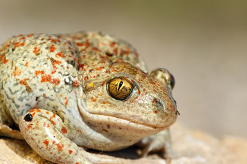 portrait of common spadefoot