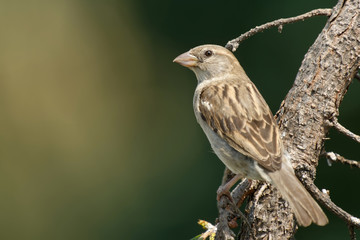 Haussperling weblich