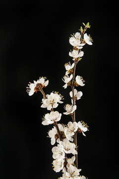 Apricot flower on a black background