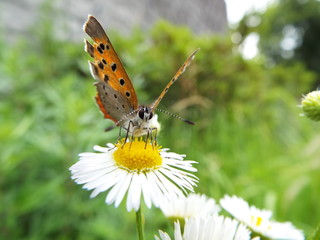 ベニシジミ orange butterfly