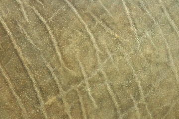 textured african elephant skin