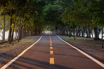 Road tunnel of trees in park.
