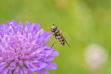 Schwebfliege auf blüte