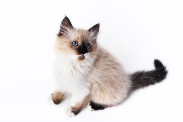 A kitten on a white background