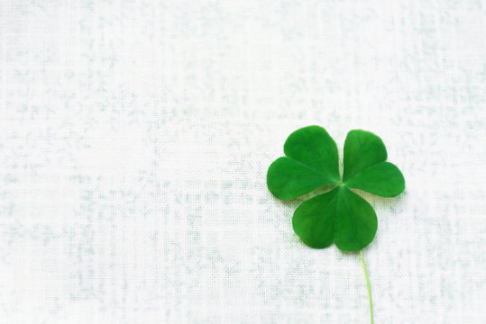 Shamrock have three leaves.The heart-shaped leaves. It is believed that if Shamrock four leaves are very lucky.