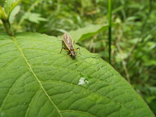 カワゲラ stone fly