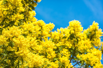 Yellow blooming of mimosa tree in spring