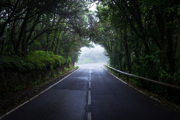 Obraz premium Lumière au bout du tunnel d'arbres