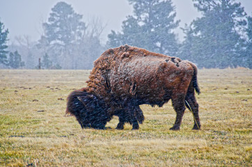 Fototapeta premium Male Bison in Snow