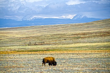 Bison Grazing in High Mountain Field