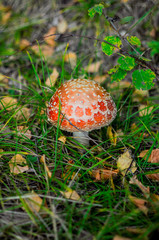 Amanita Muscaria, poisonous mushroom. Photo has been taken in the natural forest background.