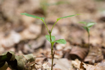 Wachsende Pflanze im Wald