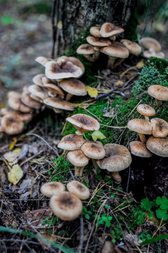 Honey agaric/ Armillaria wild edible mushrooms growing in the forest