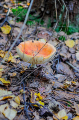 Amanita Muscaria, poisonous mushroom. Photo has been taken in the natural forest background.