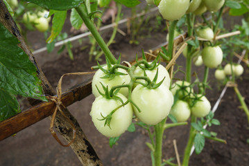 Tomato plant having young green fruit