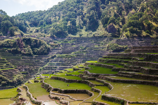 Maligcong rice terraces of the municipality in Mountain Province, Philippines