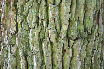 Baumrinde eines alten Baumes