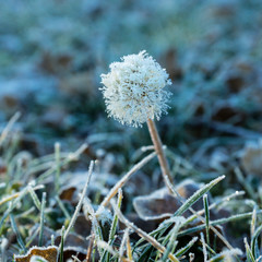 Frozen blowball